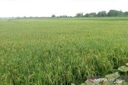 Ulat penggerek batang serang padi petani di Penajam