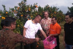 Teknologi "Bujangseta" tingkatkan produksi panen jeruk Indonesia