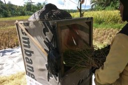 Produksi beras di Lebak surplus untuk delapan bulan