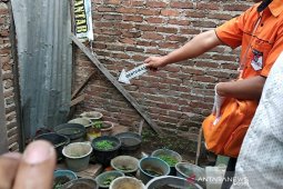 Polisi amankan pemilik 35 pot ganja di Bandung
