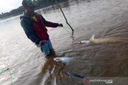 Warga panen ikan patin saat Sungai Barito surut