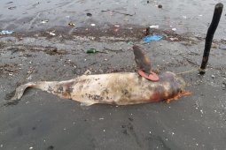 Kematian ikan lumba lumba di perairan Kwala Besar Langkat perlu diusut tuntas