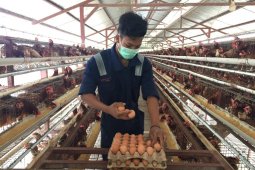 Menjamin konsumsi telur aman hingga ke meja makan, begini caranya