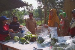 Kelompok tani wanita produksi sayuran bebas pestisida
