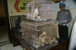 Polisi Kediri amankan warga jual satwa dilindungi