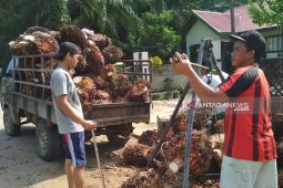 Satu pabrik di Mukomuko beli sawit dengan harga tinggi