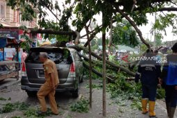 Angin kencang, pohon angsana di Medan timpa tiga mobil