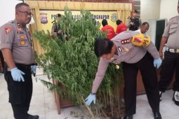 Seorang petani ditangkap karena menanam ganja