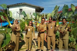 Produksi Keladi Singkawang 20 ton per hektare
