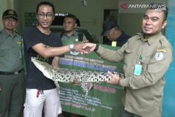 BKSDA Serang evakuasi buaya muara dipiara warga