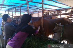 Persediaan hewan kurban di Pangkalpinang cukup