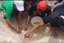 Warga pesisir Tulungagung tangkarkan telur penyu langka