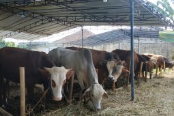 Wow, sapi dari Sukabumi diminati pejabat hingga politisi