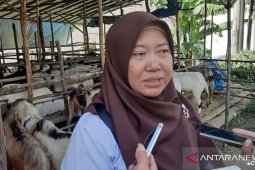 Pemkab Bangka ingatkan pedagang berikan formula bagi hewan kurban