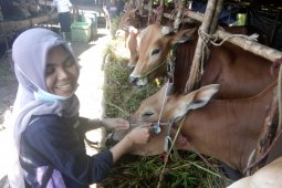 Persediaan hewan kurban di Pangkalpinang cukup