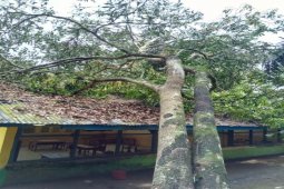 BPBD: Angin kencang rusak fasilitas umum di Langkat