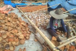 Harga komoditi kopra di Sulut naik 60 Persen