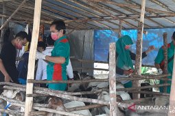 Dinas Pertanian Bangka periksa 1.300 ekor hewan kurban