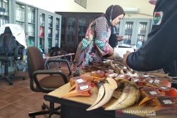 BKSDA amankan 37 bagian tubuh satwa dilindungi