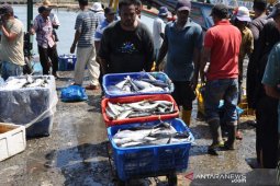 Cuaca membaik, tangkapan ikan capai 250 ton per hari