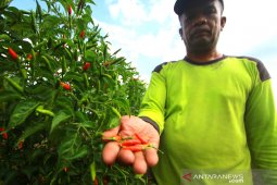 Petani Cabai Hiyung resah, karena pertaniannya tidak bisa di asuransikan
