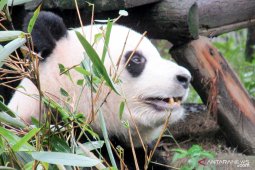 Mimpi jadi kenyataan, menyaksikan "si lucu" Panda di Chengdu (Video)