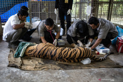 Warga Sumsel tewas diterkam harimau di hutan Riau