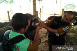 Pastikan kesehatan hewan qurban, ratusan ekor sapi diperiksa petugas