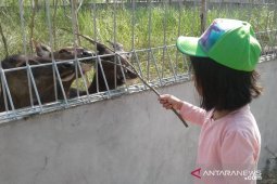 105,1 hektare tambang di Bangka Belitung dijadikan destinasi wisata baru