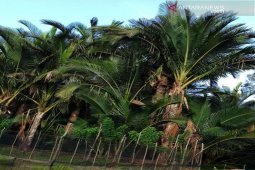 Gastronomi berkelanjutan bisa menjadi solusi krisis pangan masa depan