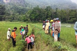 Korem Gapo bantu petani Musirawas  berantas hama tikus