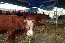 Jelang Idul Adha, pedagang hewan kurban bermunculan di Surabaya