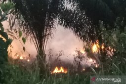 Kebakaran hutan di Register 45 Mesuji Lampung