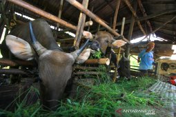 Jelang Hari Raya Idul Adha Pesanan Hewan Kurban Meningkat