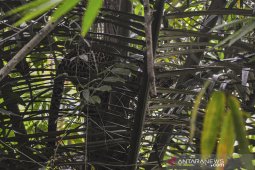 Evakuasi macan tutul dari pemukiman