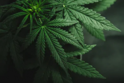 Indonesia tidak pernah pakai ganja untuk pengobatan