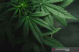 Polres Kerinci ungkap ladang ganja di Sungai Penuh