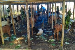 Pedagang hewan kurban Mataram menjamur jelang Idul Adha