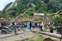 Pohon tumbang sering jadi penyebab listrik padam