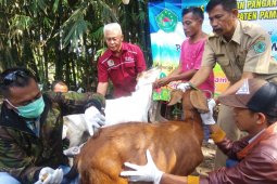 Dinas Peternakan Kaltim lakukan pemeriksaan sapi kurban