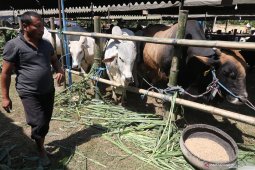 Apsaku Malut khawatir terjadi kelangkaan stok daging sapi