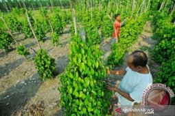 BPS mencatat nilai tukar petani Bangka Belitung turun