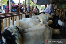 Petugas kesehatan di Kediri periksa hewan kurban milik pedagang