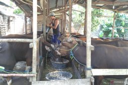 Penjualan hewan qurban di Jambi  rendah, masih ada sepekan lagi