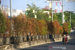 Tanaman Median Jalan Mengering