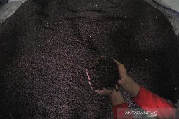 Harga Cengkeh Anjlok