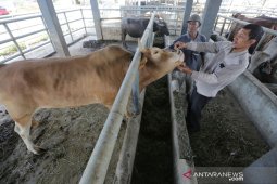 Pemeriksaan Kesehatan hewan layak sembelih
