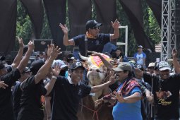 Populasi ternak sapi Situbondo tertinggi di Jawa Timur