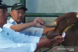 Hewan kurban tidak layak jual ditemukan di Cianjur