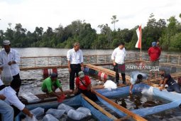 Pemkab Bangka Selatan salurkan 140 ribu bibit ikan air tawar